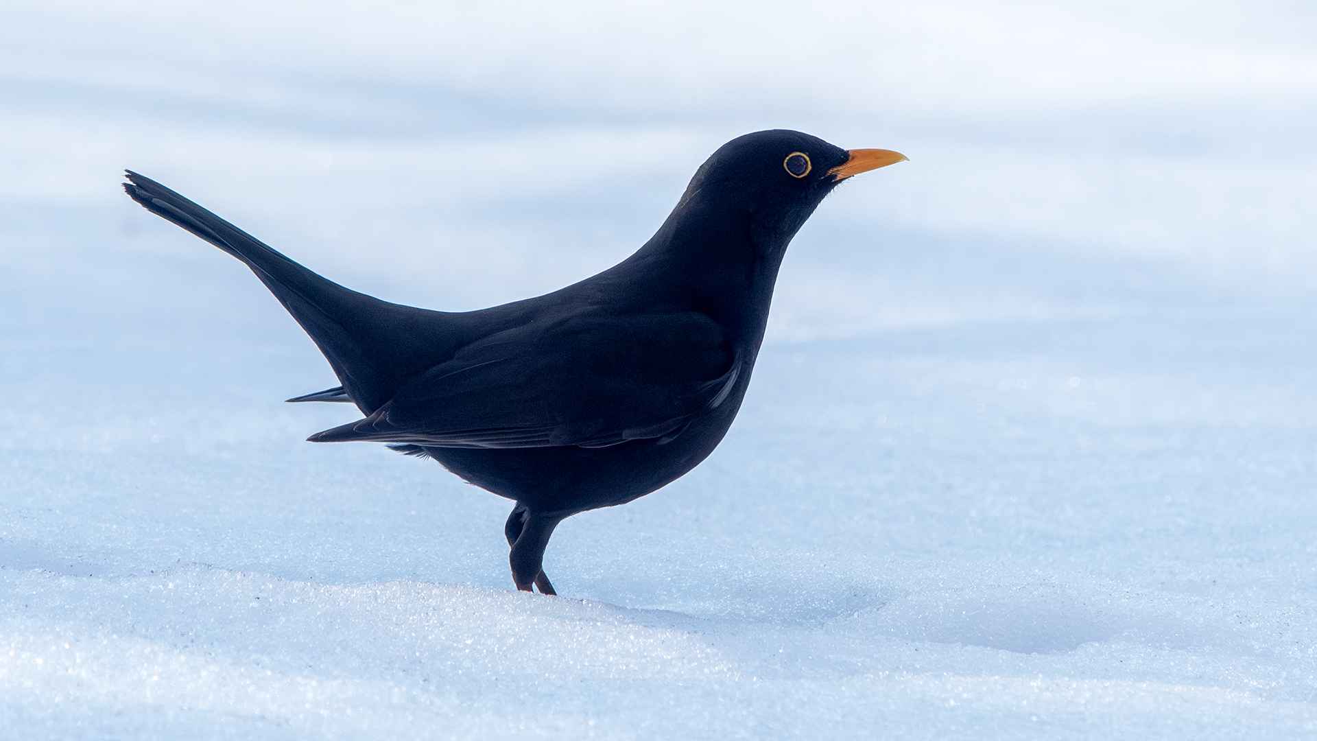 Eurasian Blackbird